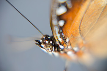 Eyes of Tailed Judy, Abisara Neophron butterfly 