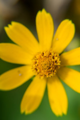 Melampodium yellow ornamental plants that are in bloom