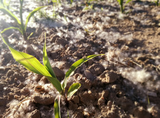 High level of pollen concentration, accumulation among the young corn. Spanish agricultural field in Spring. Season of possible complications in patients with allergy pathology.