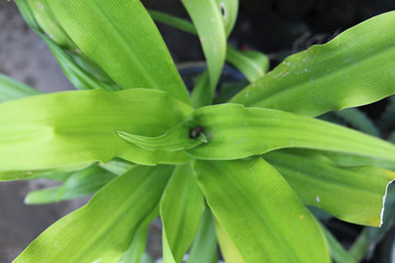 plant growth in farm with blur background