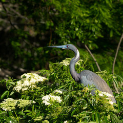 Tricolored Heron in Laurel