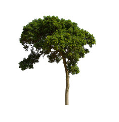 isolated tree  is located on a white background. Collection of isolated tree on white background