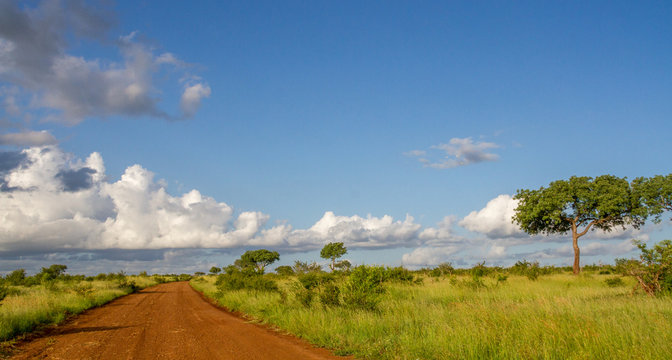 Open savanna landscape in Africa with countryside, trees, clouds, sky and a dirt road image with copy space in horizontal format