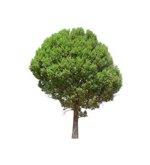 isolated tree  is located on a white background. Collection of isolated tree on white background