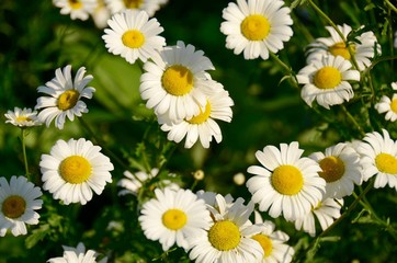 Fototapeta premium field of daisies