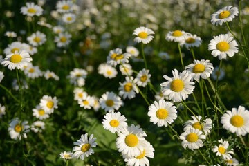 Fototapeta premium field of daisies