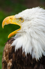 Screeching Bald Eagle