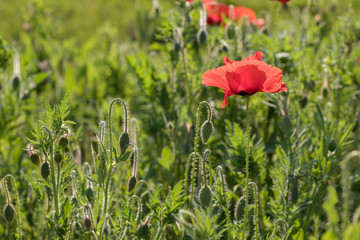 Obraz premium red poppy in a field