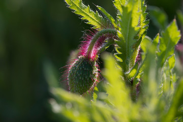 A flower bud of corn poppy under backlight