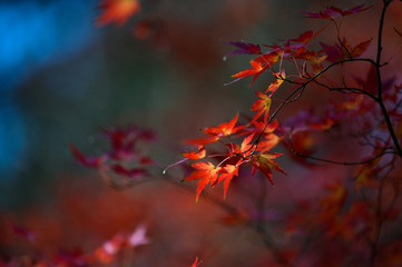 紅葉