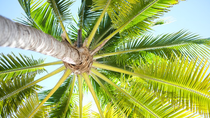 Palm trees looking up at them from laying on the sandy beach below and enjoying the sun. Low perspective was a nice view with bright colors.