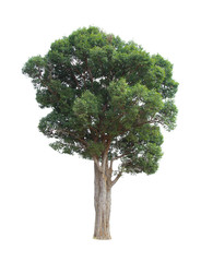 Fototapeta premium tree isolated on white background