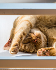 Stray orange cat in Italy sleeping on the balcony at the AirBnB outside waiting to be fed.