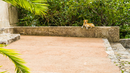 Dog laying on the wall outside of the Convent of Santa Maria a Castro enjoying the sunny day. 