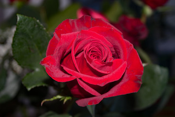 Cut rose with dark red petals