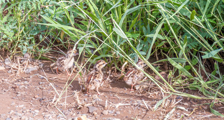 Three crested francolin chicks isolated in the outdoors image in landscape format