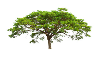 tree isolated on white background