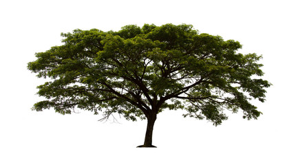 isolated tree  is located on a white background. Collection of isolated tree on white background