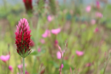 クリムゾンクローザー