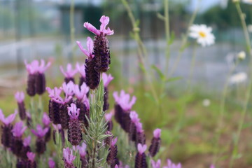 フレンチラベンダー