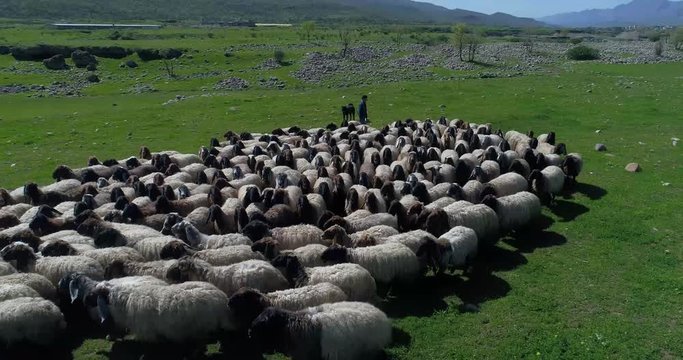 Sheep in the farmer of nice village in barzan