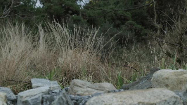 Close up shot of high grass moving in the wind. Stones in the foreground, dark bush in the background.