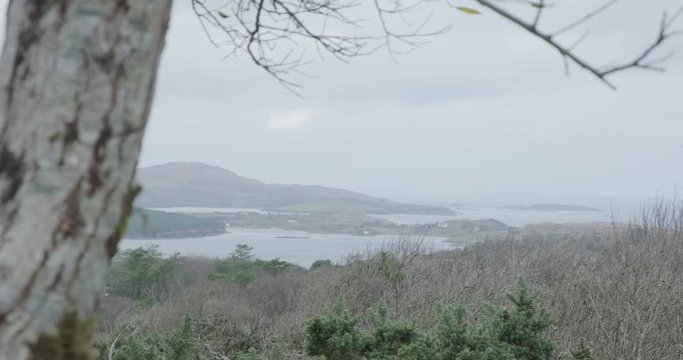 Tree moving in the wind. Sticks and twigs shaking. Small mountain in the background. Wide shot in Connemara National Park.