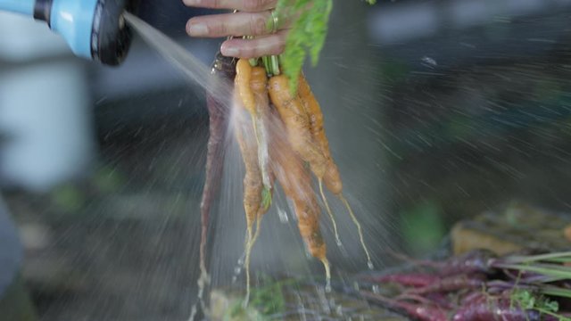 Man Washing and Cleaning Organic Carrots
