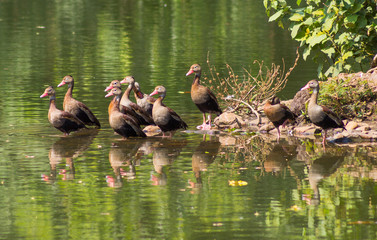 ducks in a pond