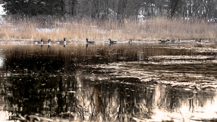 Flock of geese floating in a little conversation pond in Houghs Neck, Quincy, Massachusetts.