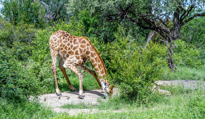 Naklejka na ściany i meble A single male giraffe isolated at a natural waterhole in the African bush