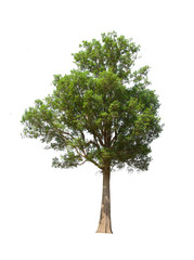 Fototapeta premium green tree isolated on white background