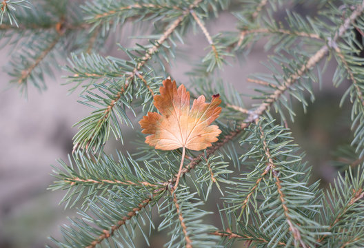 Lonely leaf sitting on an evergreen branch in the Johnston Canyon walkway. 