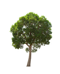 Fototapeta na wymiar green tree isolated on white background