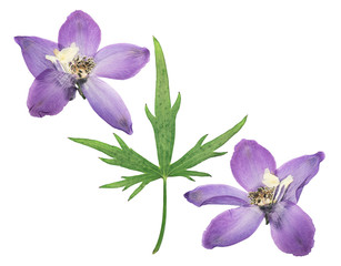 Pressed and dried delphinium flowers isolated on white background. For use in scrapbooking,...