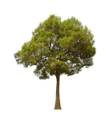 Fototapeta premium isolated tree is located on a white background.