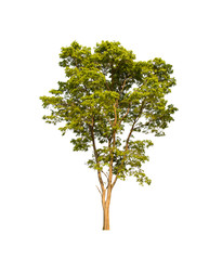 isolated tree  is located on a white background.