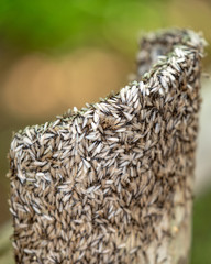 Thousands of Winged Termites devour a wooden post