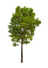 isolated tree  is located on a white background.