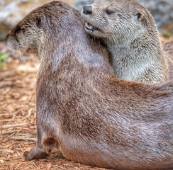 A pair of river otters playing and cleaning and resting with each other on a sunny day.