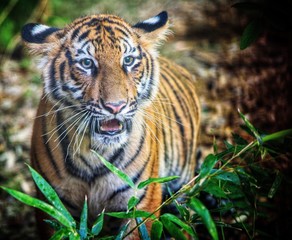 Bengal Tiger with mouth opening the bush