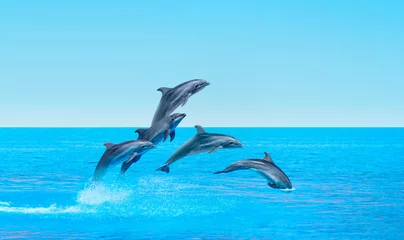Poster Groep dolfijnen die op het water springen © muratart