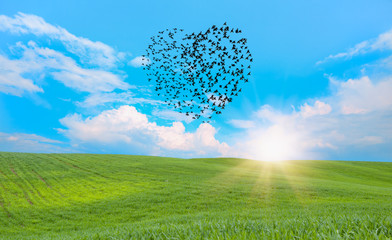 Silhouette of birds (Heart of shape) flying above the green grass field