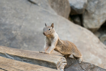 Cute squirrel leans forward on a rock in western United States California near Yosemite National Park