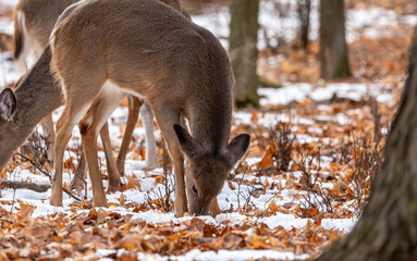 Deer. The white-tailed deer, also known as the whitetail or Virginia deer in winter on snow .State park Wisconsin.