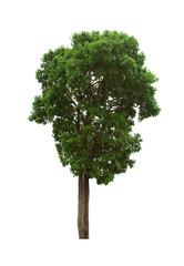 green tree isolated on white background