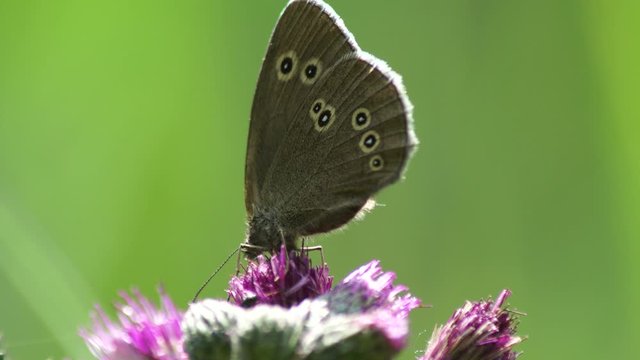 Ringlet butterfly on flower in the forest, beautiful insect in the nature habitat, wildlife from UK.