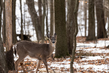 Naklejka na ściany i meble Deer. The white-tailed deer, also known as the whitetail or Virginia deer in winter on snow .State park Wisconsin.