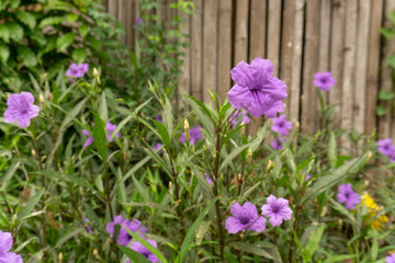 Beautiful purple color petals of Britton's wild petunia know as Mexican bluebell, blooming on green leaves blurred background