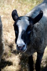 sheep at the Acadian Historical Village, New Brunswick, Canada